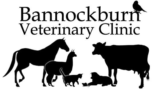 vet